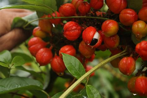 La Révolte du Guaraná; Un Événement Mystérieux dans l’Histoire Indigène du Brésil au IIIe siècle